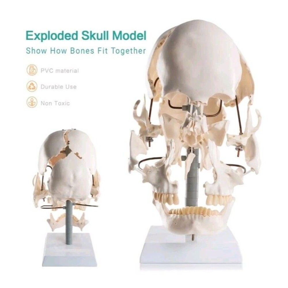 22-Piece Exploded Human Skull Model, Full Size, Bone Color Disassembled Cranial - Picture 2 of 12